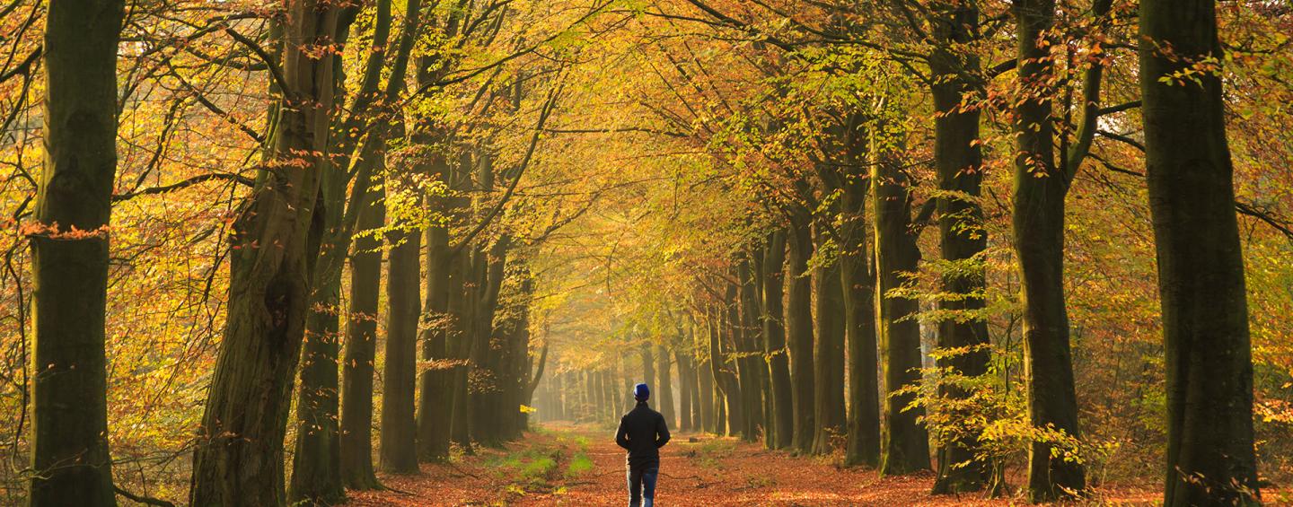 Autumn in the forest